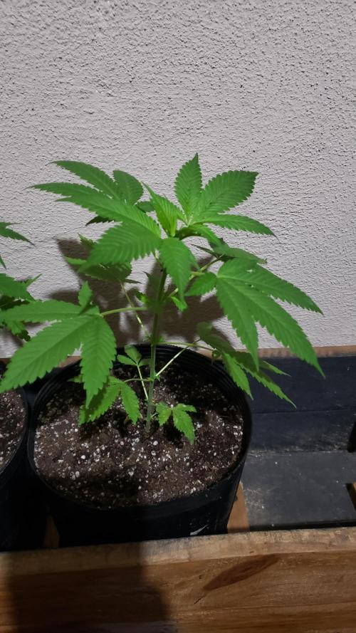 laughing budda Regular 25/26 - Outdoor. Week 3