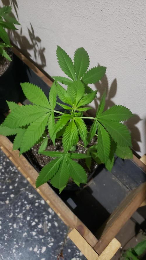 laughing budda Regular 25/26 - Outdoor. Week 3