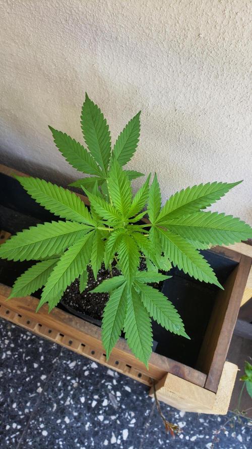 laughing budda Regular 25/26 - Outdoor. Week 3