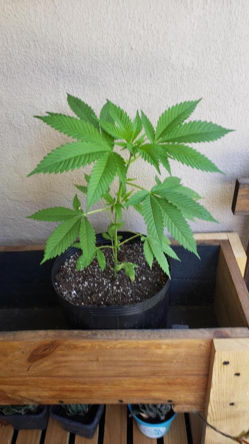 laughing budda Regular 25/26 - Outdoor. Week 3