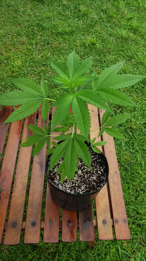 laughing budda Regular 25/26 - Outdoor. Week 3