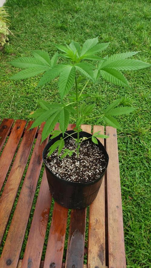 laughing budda Regular 25/26 - Outdoor. Week 3