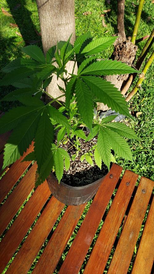 laughing budda Regular 25/26 - Outdoor. Week 3
