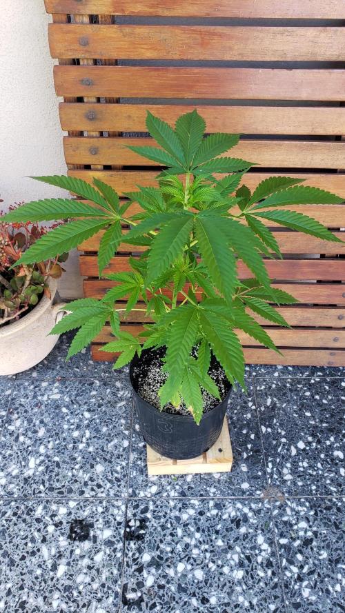 laughing budda Regular 25/26 - Outdoor. Week 3