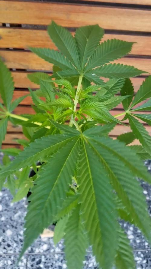 laughing budda Regular 25/26 - Outdoor