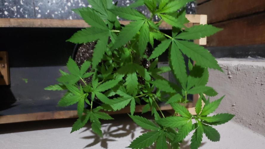 Seed Regular exterior 25/26. Week 3