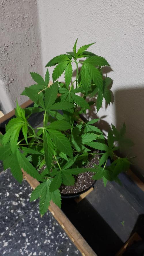 Seed Regular exterior 25/26. Week 3