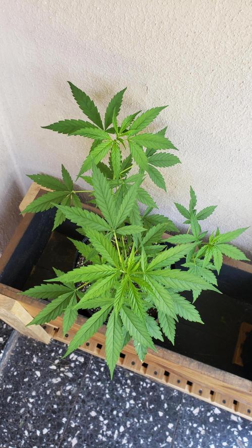 Seed Regular exterior 25/26. Week 3