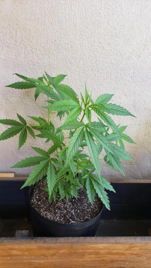 Seed Regular exterior 25/26. Week 3