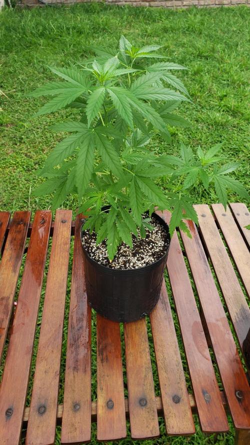 Seed Regular exterior 25/26. Week 3