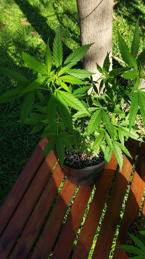 Seed Regular exterior 25/26. Week 3