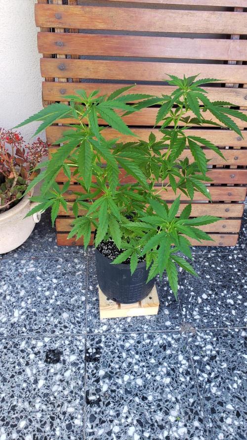 Seed Regular exterior 25/26. Week 3