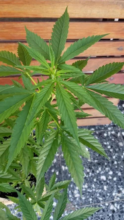 Seed Regular exterior 25/26