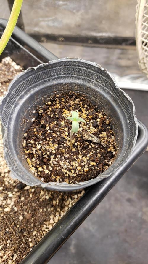BIG BANG  divine seeds - Outdoor2026. Week 2