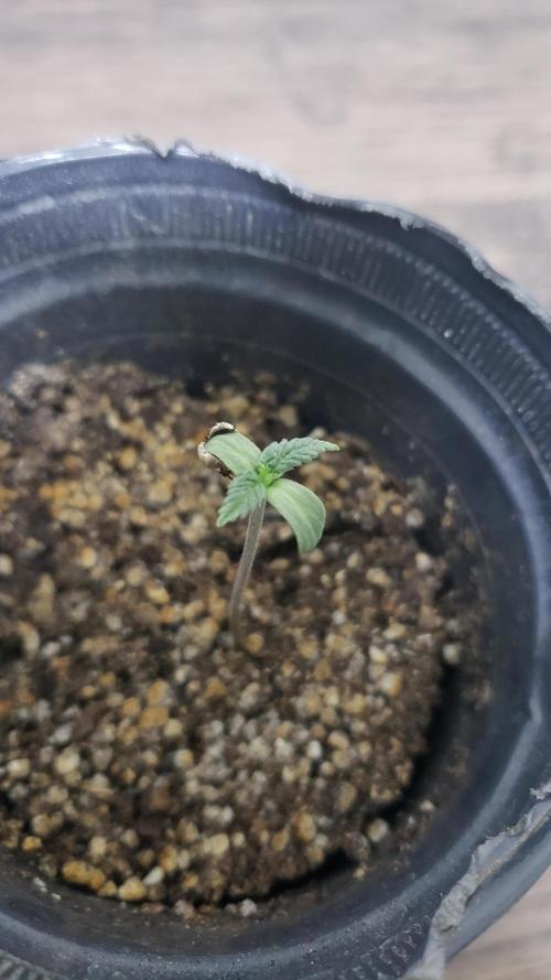 BIG BANG  divine seeds - Outdoor2026. Week 2