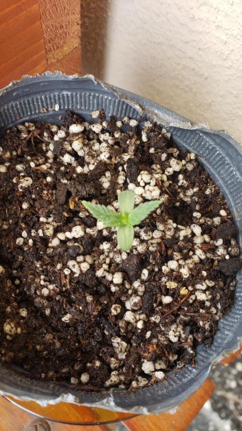 BIG BANG  divine seeds - Outdoor2026. Week 2
