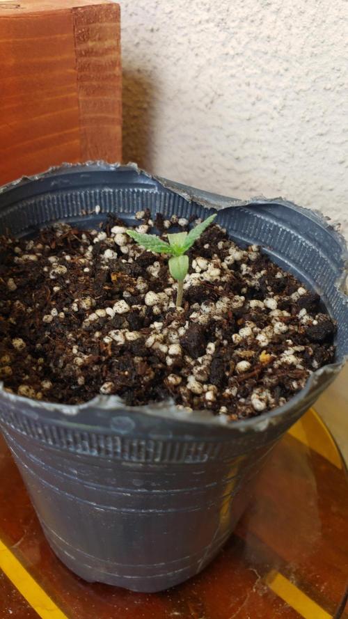 BIG BANG  divine seeds - Outdoor2026. Week 2