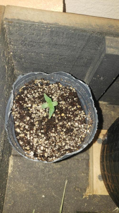 BIG BANG  divine seeds - Outdoor2026. Week 2