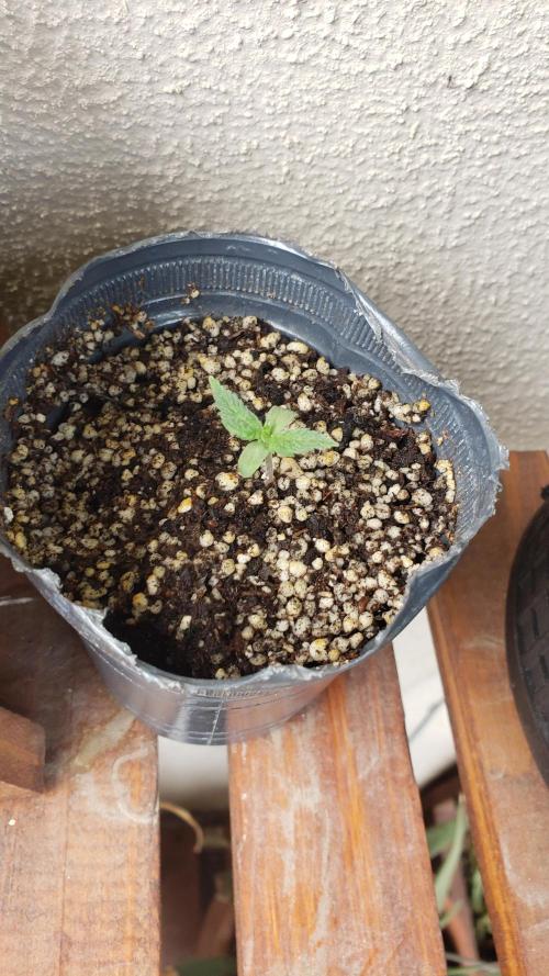 BIG BANG  divine seeds - Outdoor2026. Week 2