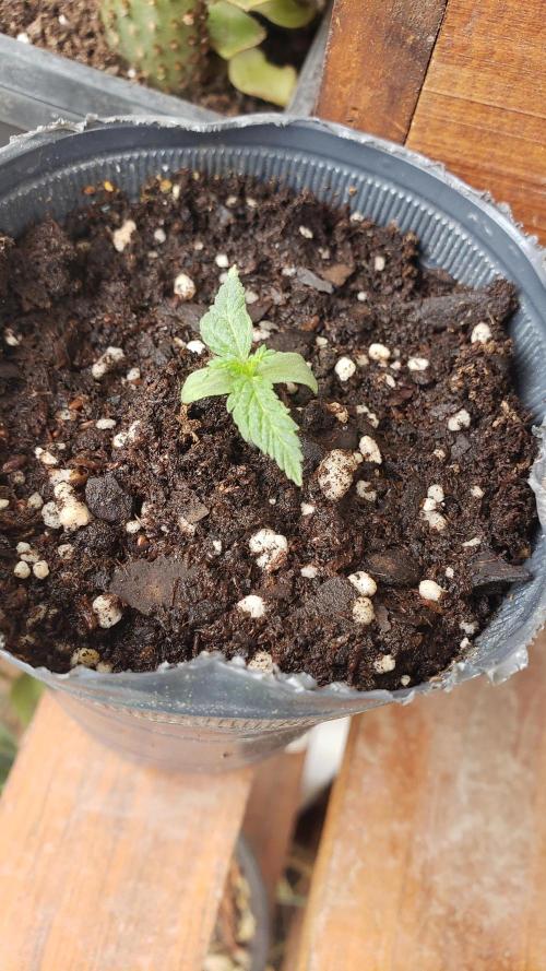 BIG BANG  divine seeds - Outdoor2026. Week 2