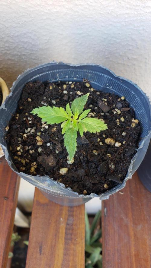 BIG BANG  divine seeds - Outdoor2026. Week 2