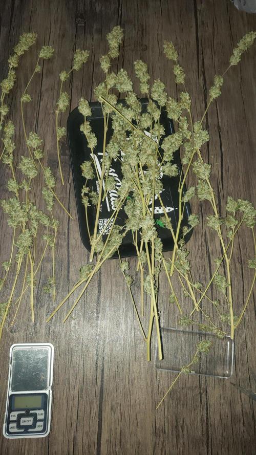 Auto Divine Rapier - indoor 2025. Week 11