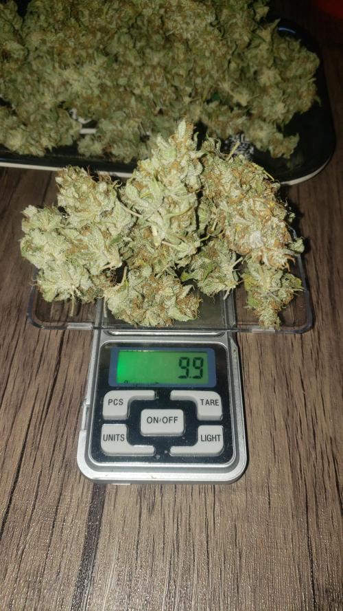 Auto Divine Rapier - indoor 2025. Week 11