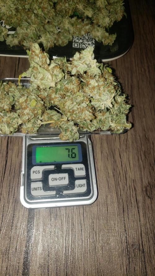 Auto Divine Rapier - indoor 2025. Week 11