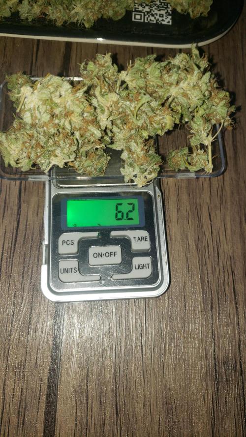 Auto Divine Rapier - indoor 2025. Week 11