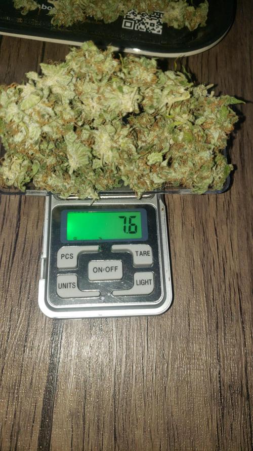 Auto Divine Rapier - indoor 2025. Week 11