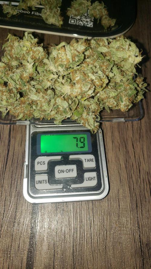 Auto Divine Rapier - indoor 2025. Week 11