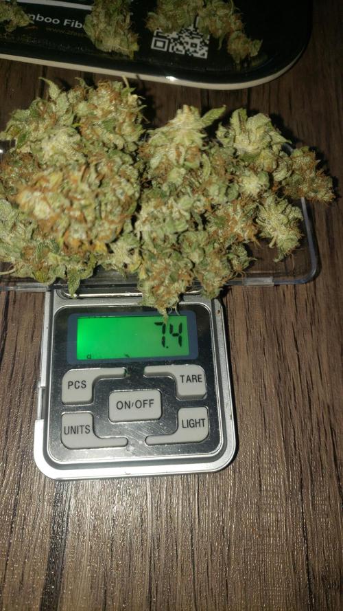 Auto Divine Rapier - indoor 2025. Week 11