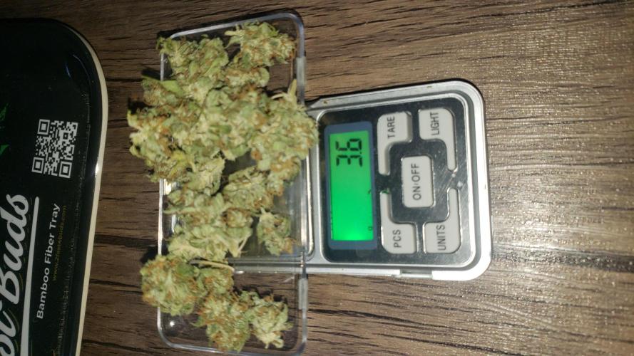 Auto Divine Rapier - indoor 2025. Week 11