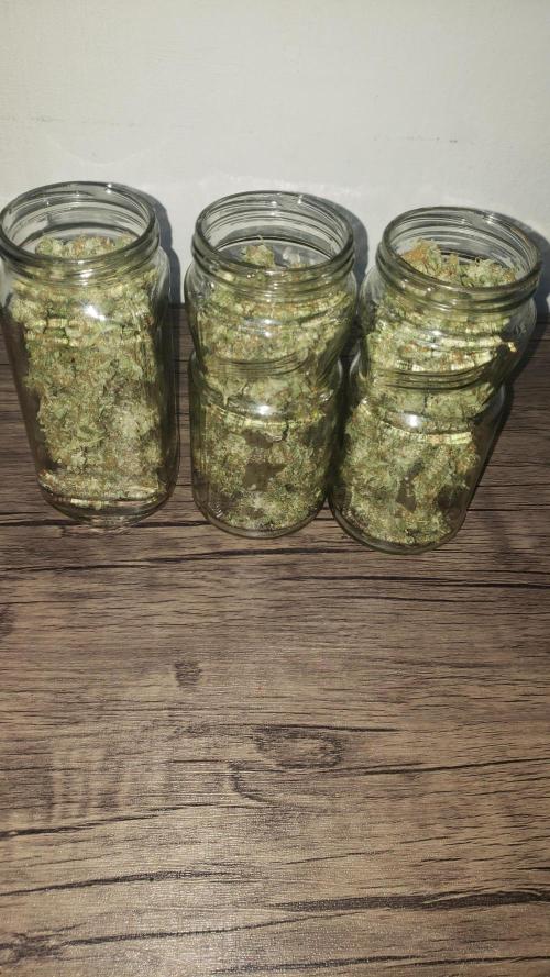 Auto Divine Rapier - indoor 2025. Week 11