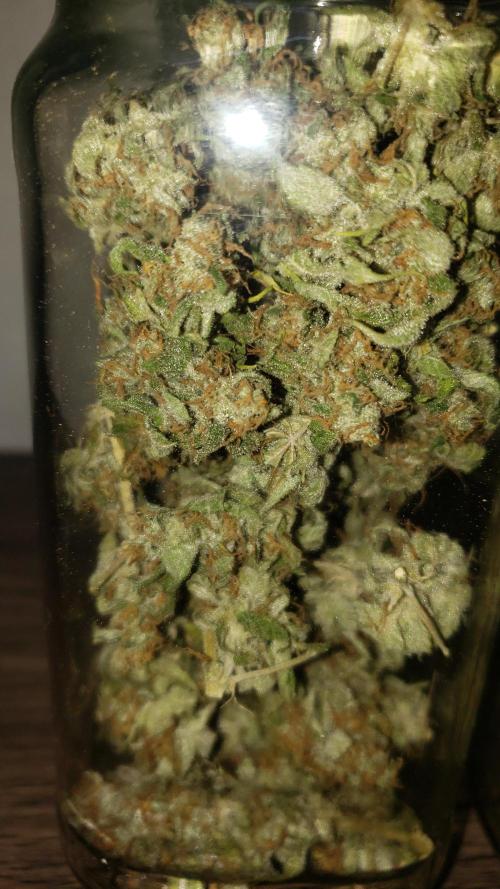 Auto Divine Rapier - indoor 2025. Week 11