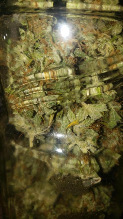 Auto Divine Rapier - indoor 2025. Week 11