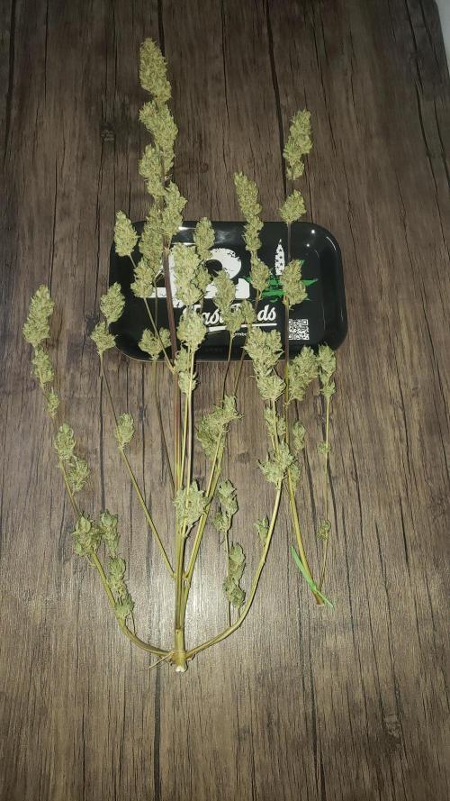 Strawberry Gorila Auto - indoor 2025. Week 11