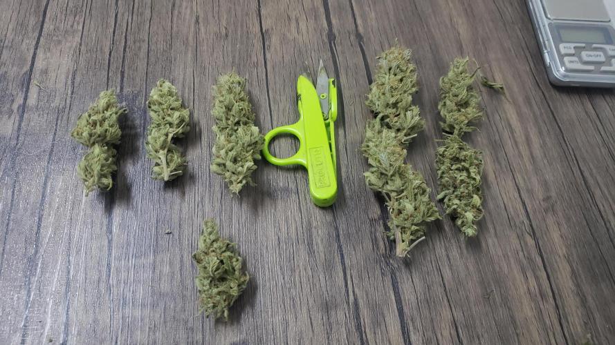 Strawberry Gorila Auto - indoor 2025. Week 11