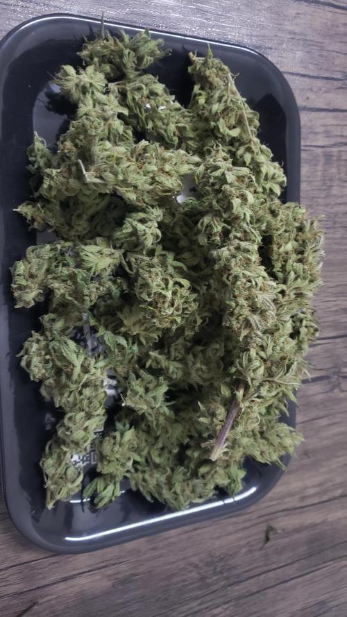 Strawberry Gorila Auto - indoor 2025. Week 11