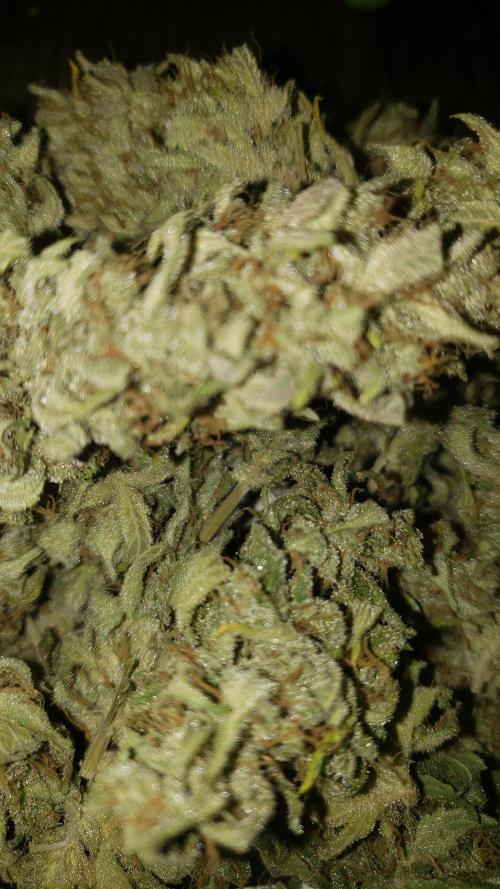 Strawberry Gorila Auto - indoor 2025. Week 11