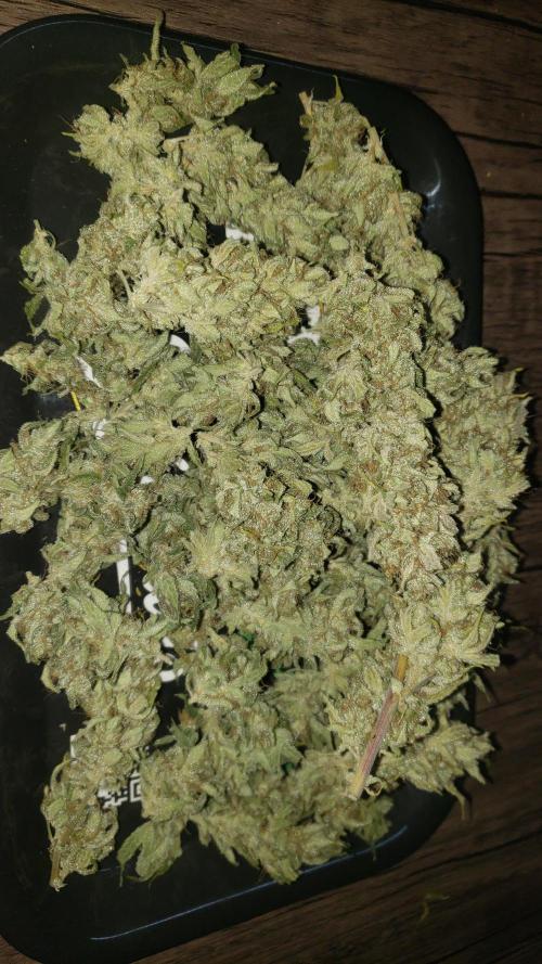 Strawberry Gorila Auto - indoor 2025. Week 11