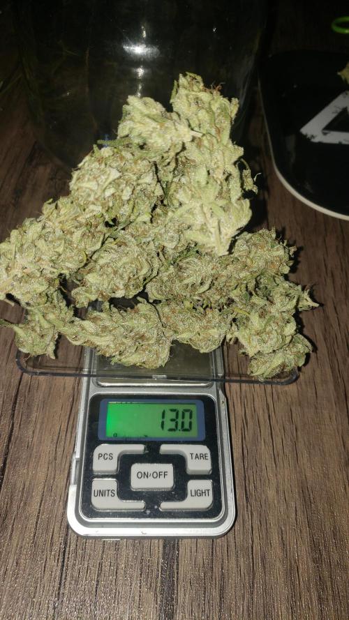 Strawberry Gorila Auto - indoor 2025. Week 11