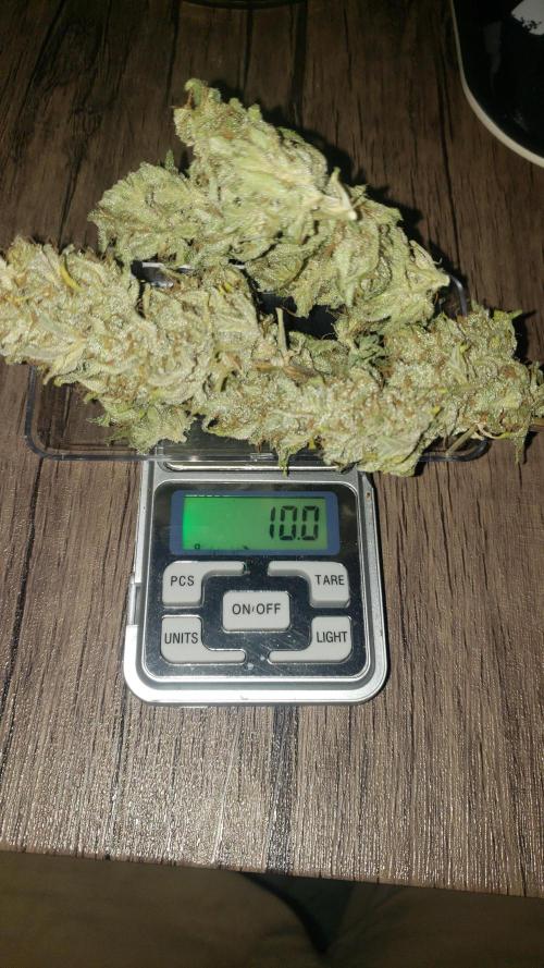 Strawberry Gorila Auto - indoor 2025. Week 11