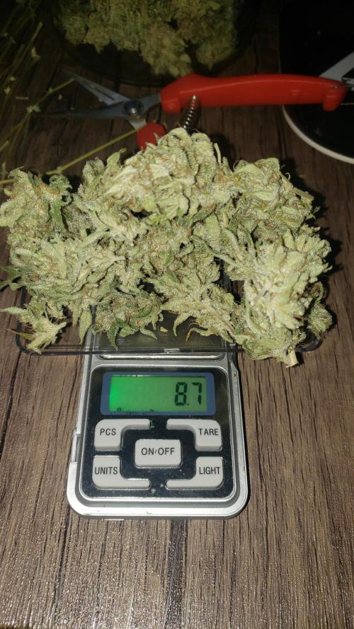 Strawberry Gorila Auto - indoor 2025. Week 11