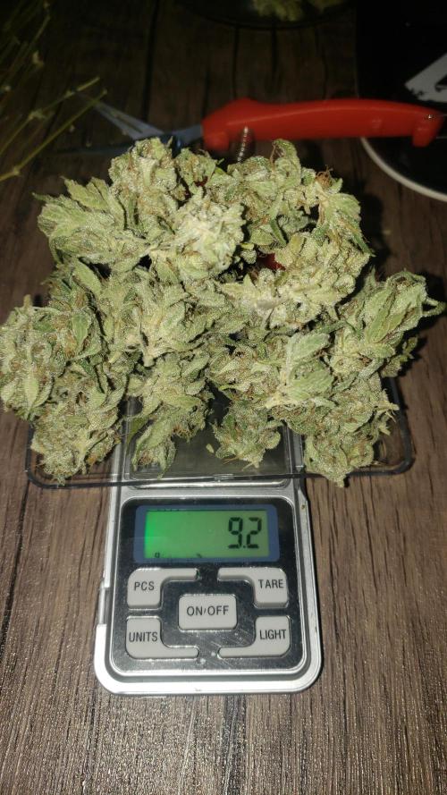 Strawberry Gorila Auto - indoor 2025. Week 11