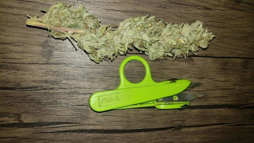 Strawberry Gorila Auto - indoor 2025. Week 11