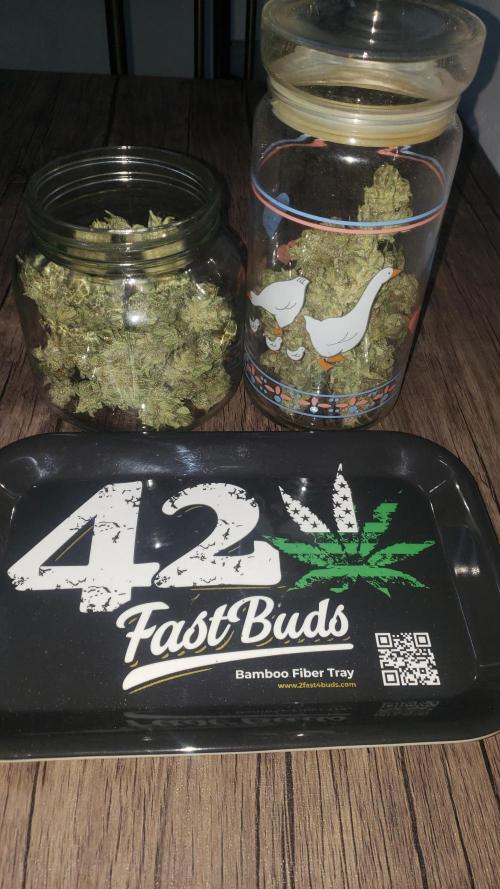 Strawberry Gorila Auto - indoor 2025. Week 11