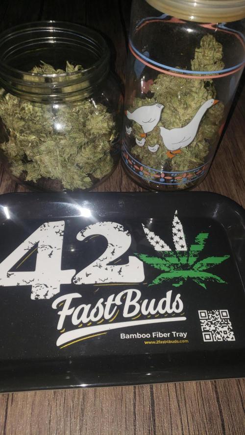 Strawberry Gorila Auto - indoor 2025. Week 11