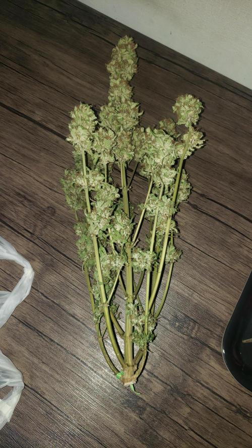 Auto Black Opium - Indoor 2025. Week 11