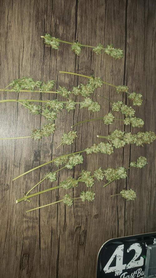 Auto Black Opium - Indoor 2025. Week 11